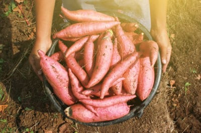 when-to-harvest-sweet-potatoes