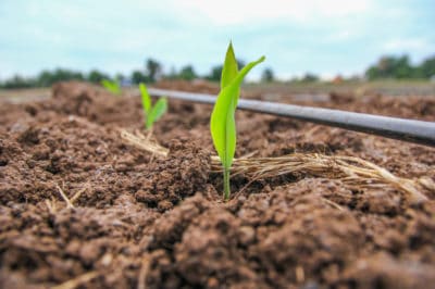 when-to-plant-sweet-corn