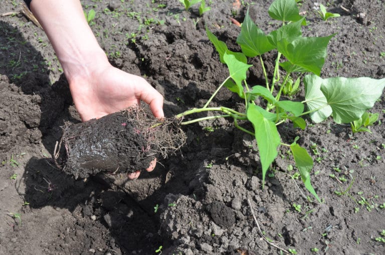 When to Plant Potatoes in Zone 7? » Top Tips