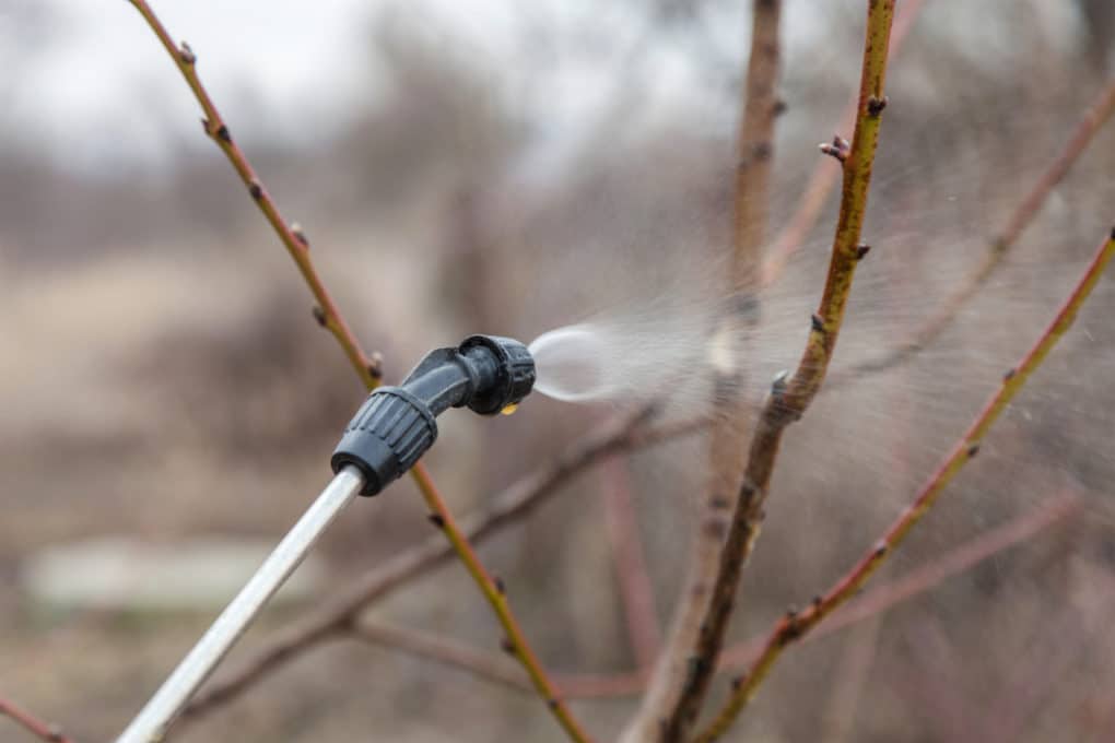 Peach Tree Fungus Tips For Identifying Control peach-tree-fungus-tips-for-identifying-control