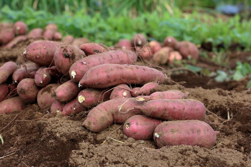 Growing Sweet Potatoes in Water » Top Tips