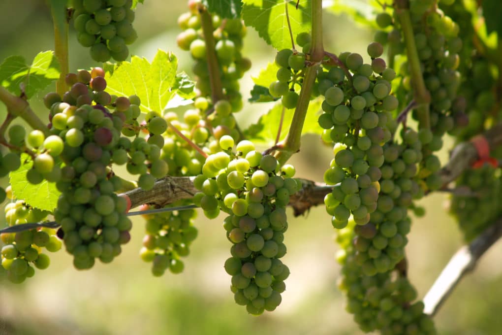 Where Do Grapes Grow? » Top Location Facts