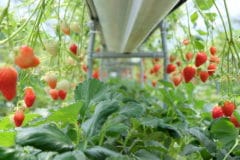 where-do-strawberries-grow