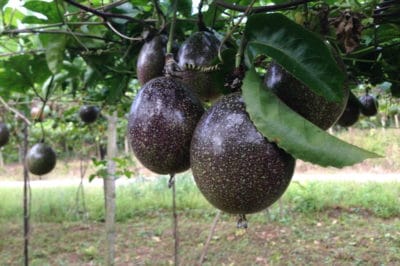 where-does-passion-fruit-grow