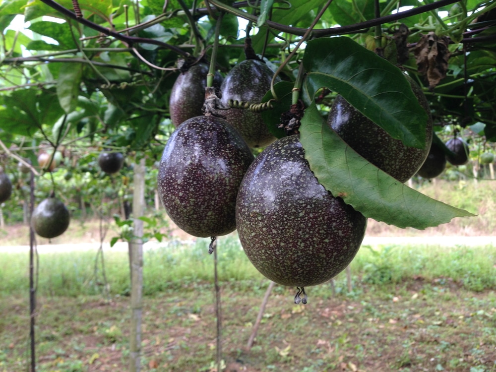 Where Does Passion Fruit Grow Top Tips