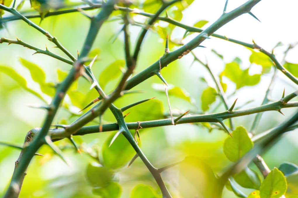 Ripe lime top tips on identifying ripeness