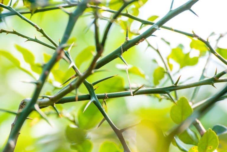 Why Do Lime Trees Have Thorns? Garden.eco