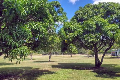 do-mangoes-grow-on-trees