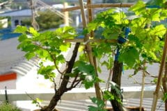 growing-grapes-in-containers