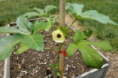 growing-okra-in-containers