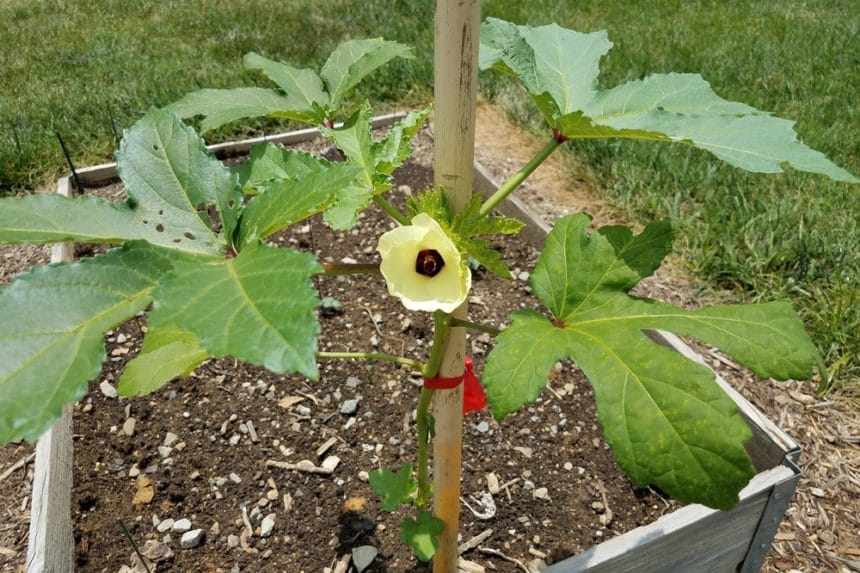 hulls not coming off okra seedlings hulls not coming off okra seedlings