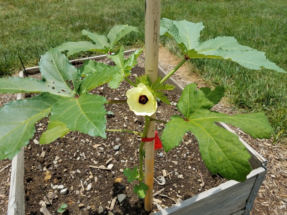 okra plant