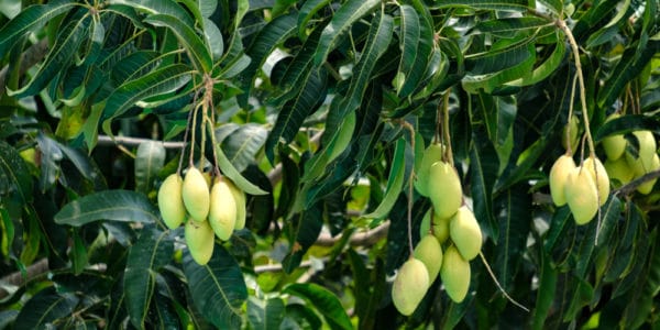 how-long-does-it-take-to-grow-a-mango-tree