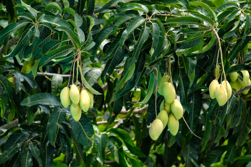 How Long Does It Take To Grow A Mango Tree Garden Eco