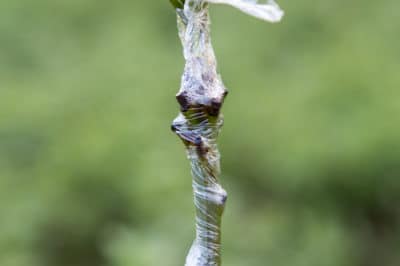 how-to-graft-a-mango-tree