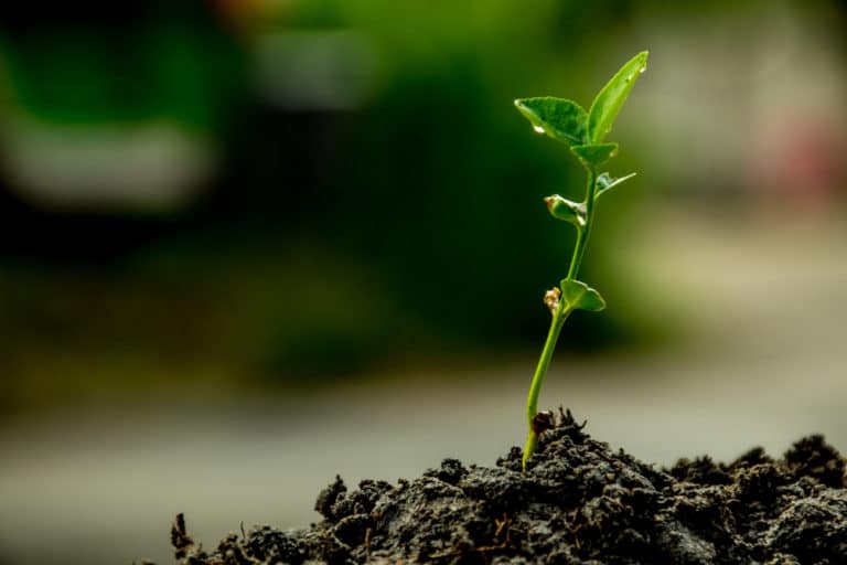 Ripe Lime » Top Tips on Identifying Ripeness