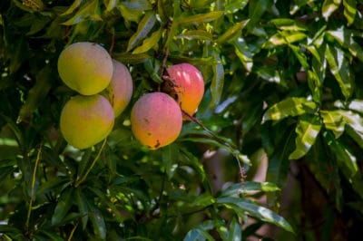 how-to-grow-a-mango-tree