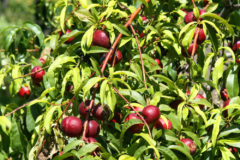 how-to-grow-a-plum-tree