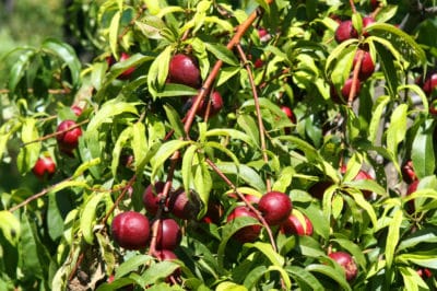 how-to-grow-a-plum-tree