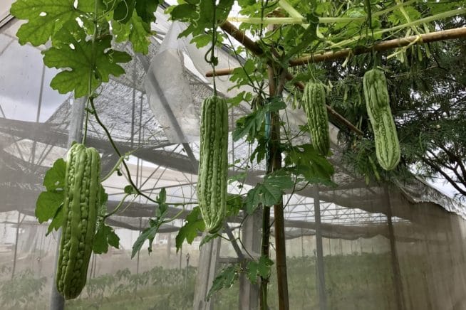 How To Grow Bitter Melon Garden Eco