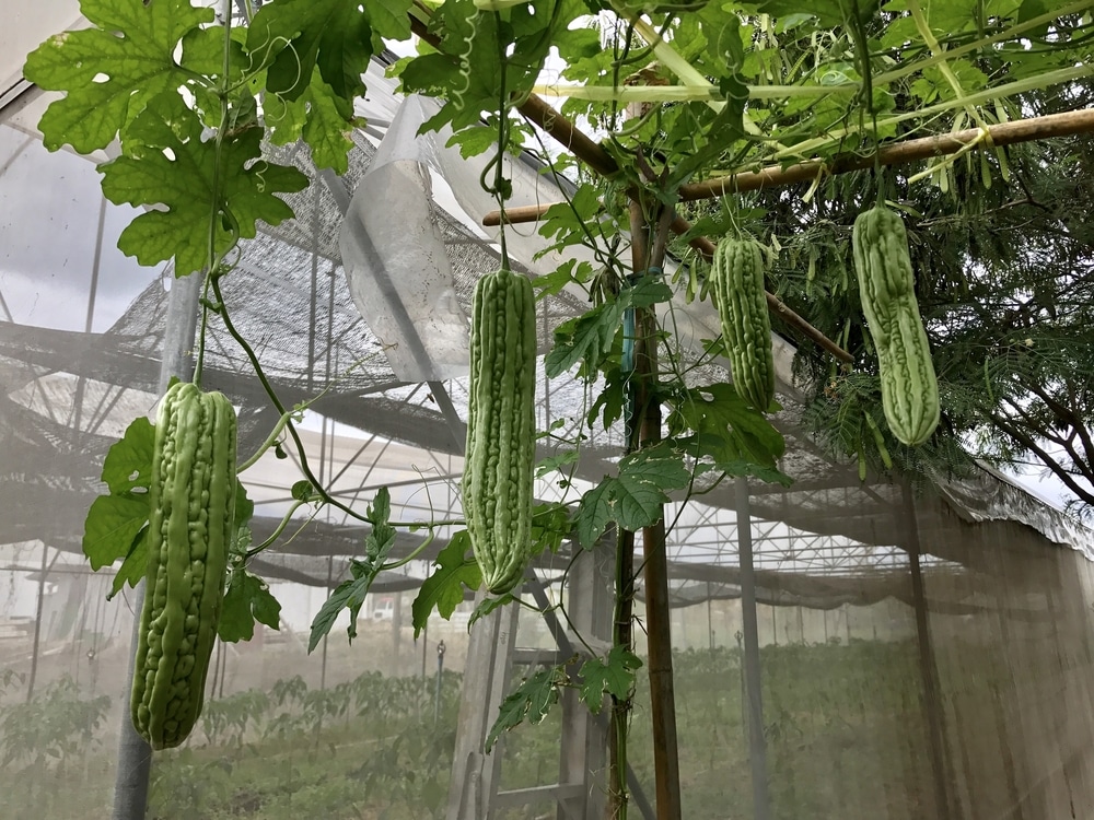 Image of Squash and Bitter Melon plants