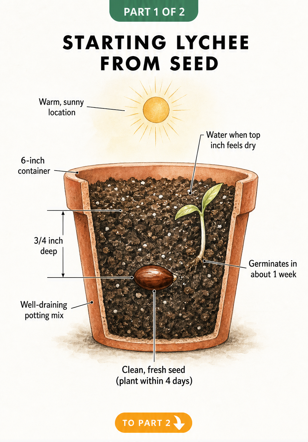 Botanical cross-section illustration showing how to plant a lychee seed in a terracotta pot with well-draining soil.
