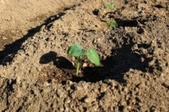 how-to-plant-okra-seeds