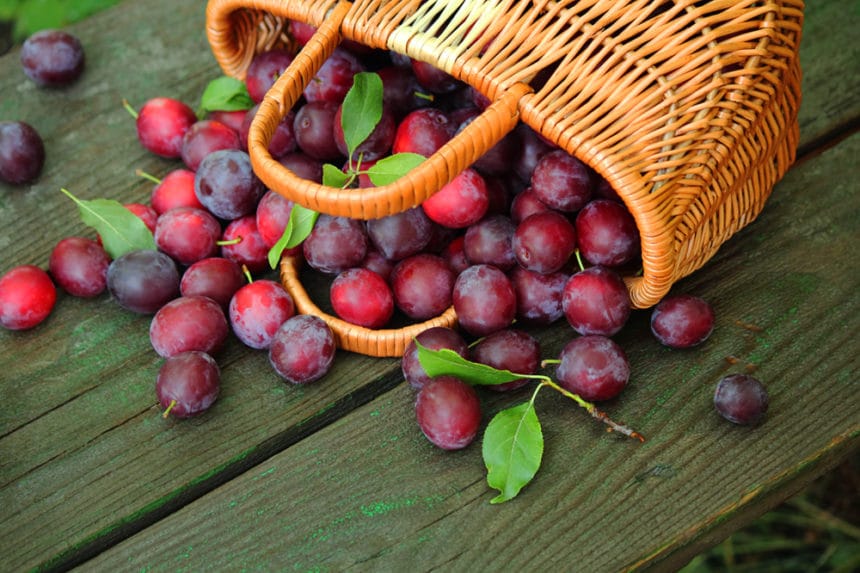 How to Ripen Plums » Top Tips