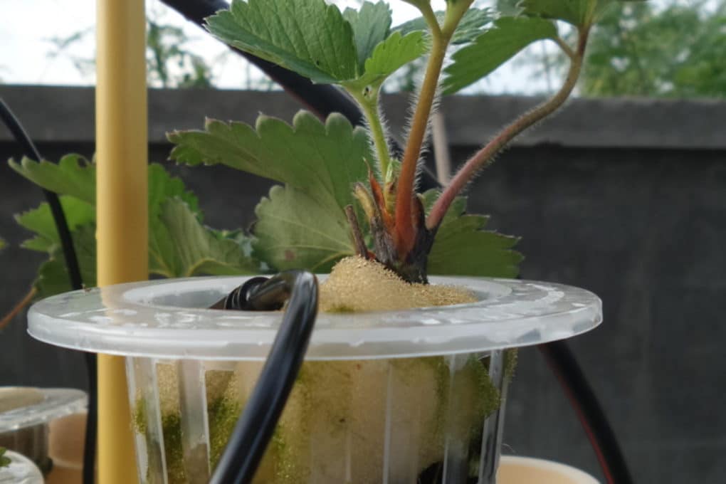 Hydroponic Strawberry Tower » Top Tips