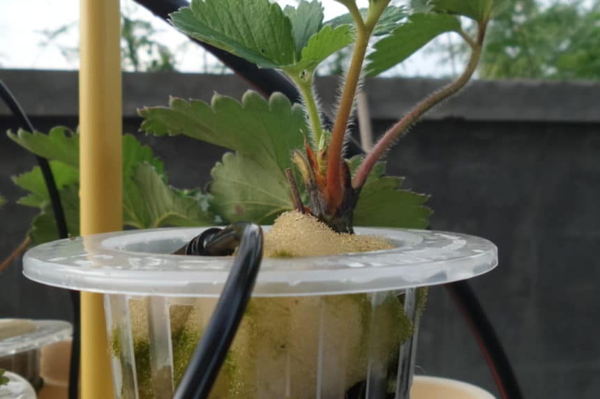 Hydroponic Strawberry Tower » Top Tips