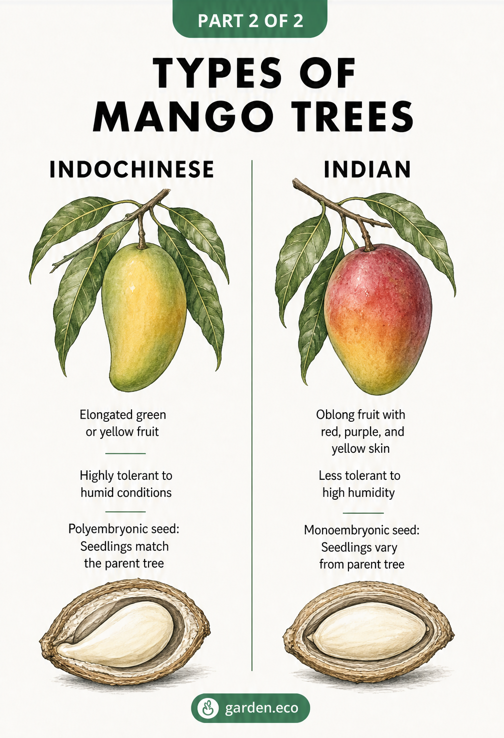 Comparison chart of Indochinese and Indian mango tree types, showing fruit shape, skin color, humidity tolerance, and seed type.