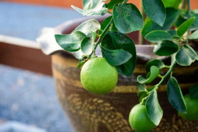 indoor-lime-tree