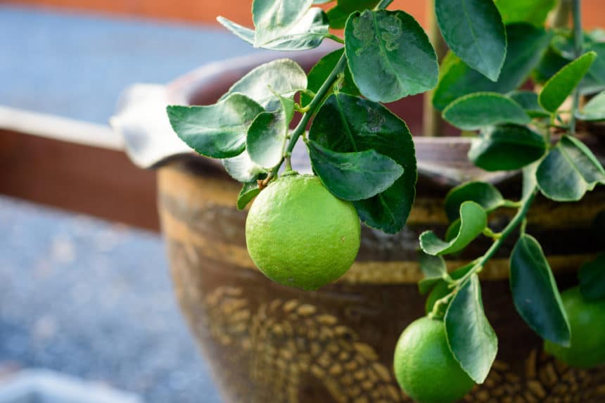 Why Do Lime Trees Have Thorns? Garden.eco