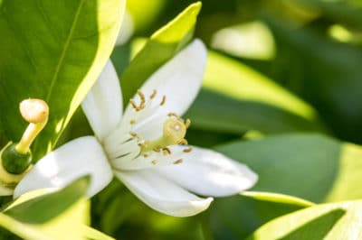 lime-blossom