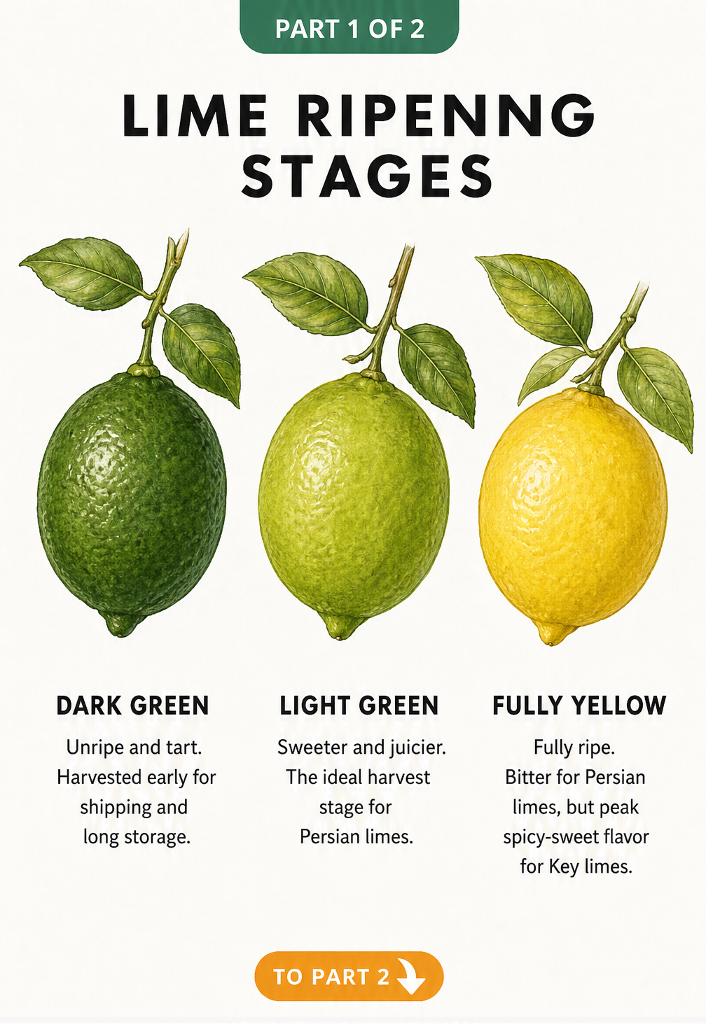 Botanical illustration showing three limes in different ripening stages: dark green, light green, and fully yellow.