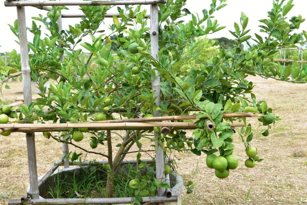 Why Do Lime Trees Have Thorns? Garden.eco