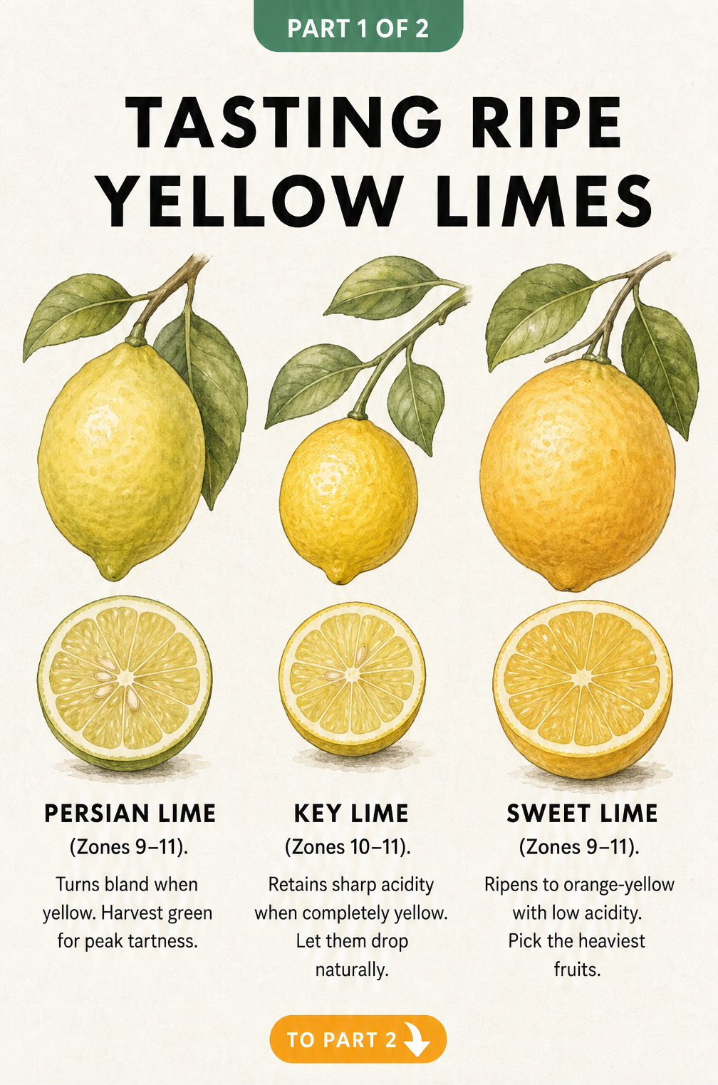Botanical illustration of Persian, Key, and Sweet limes showing how their flavor changes as they turn yellow.