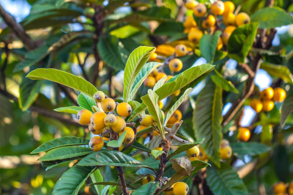 Loquat Tree Growth Rate » Top Facts & Tips