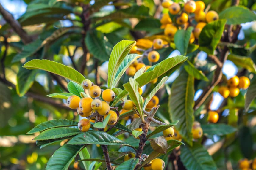 Loquat Fruit & Everything You Need to Know