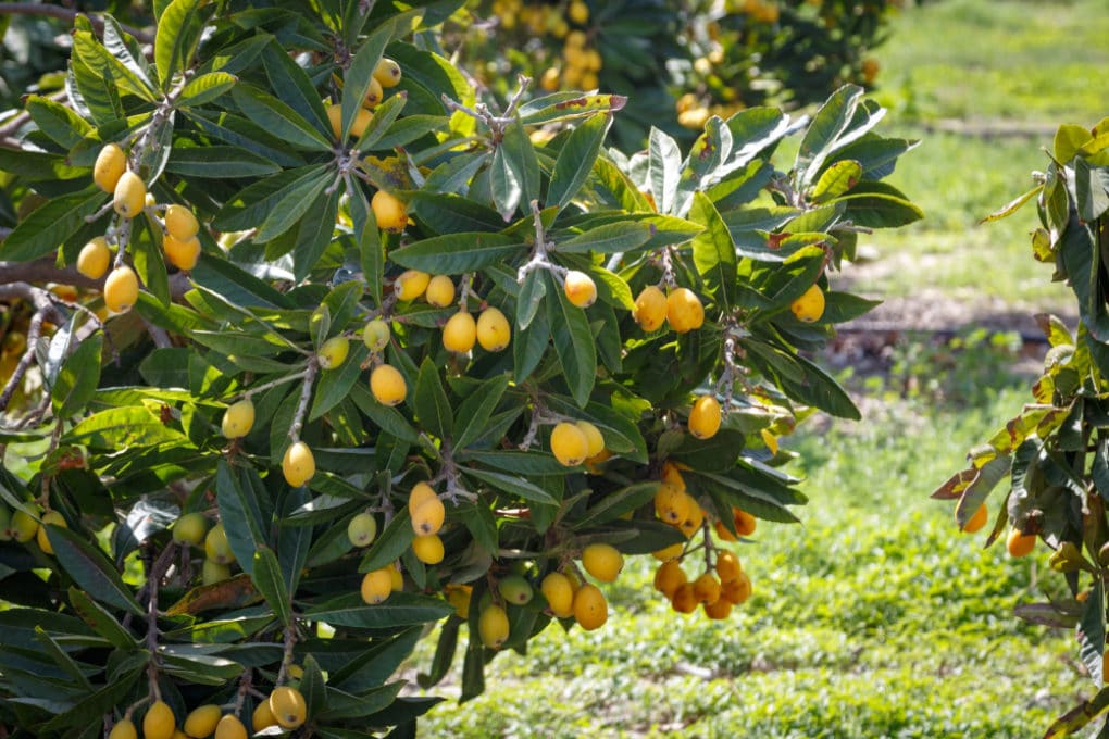 Loquat Fruit & Everything You Need to Know