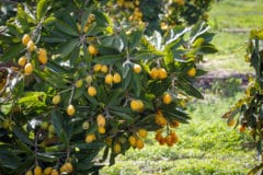 loquat-tree-growth-rate