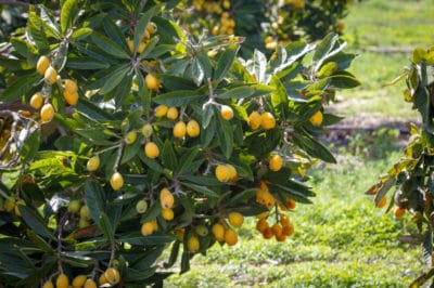 loquat-tree-growth-rate