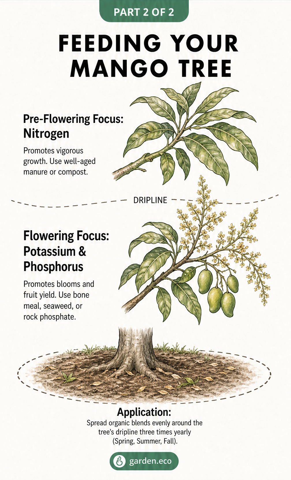 Illustration of mango tree branches showing the difference in fertilizer needs before and during flowering, highlighting nitrogen, potassium, and phosphorus.