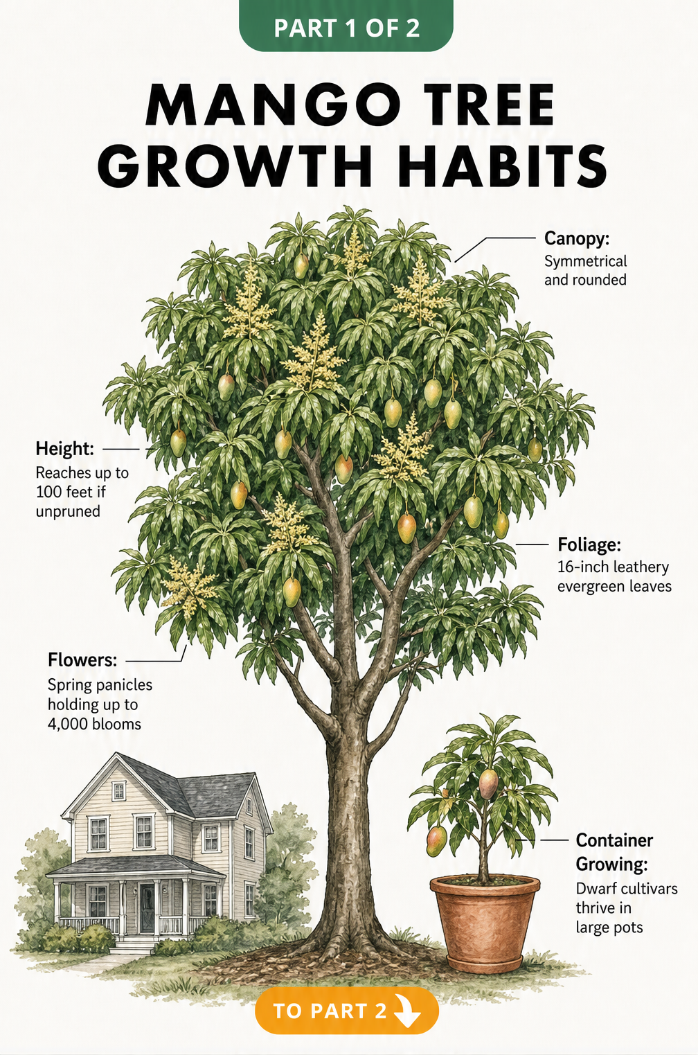 Botanical illustration of a mature mango tree showing its symmetrical canopy, height compared to a house, evergreen foliage, and spring flowers, alongside a...