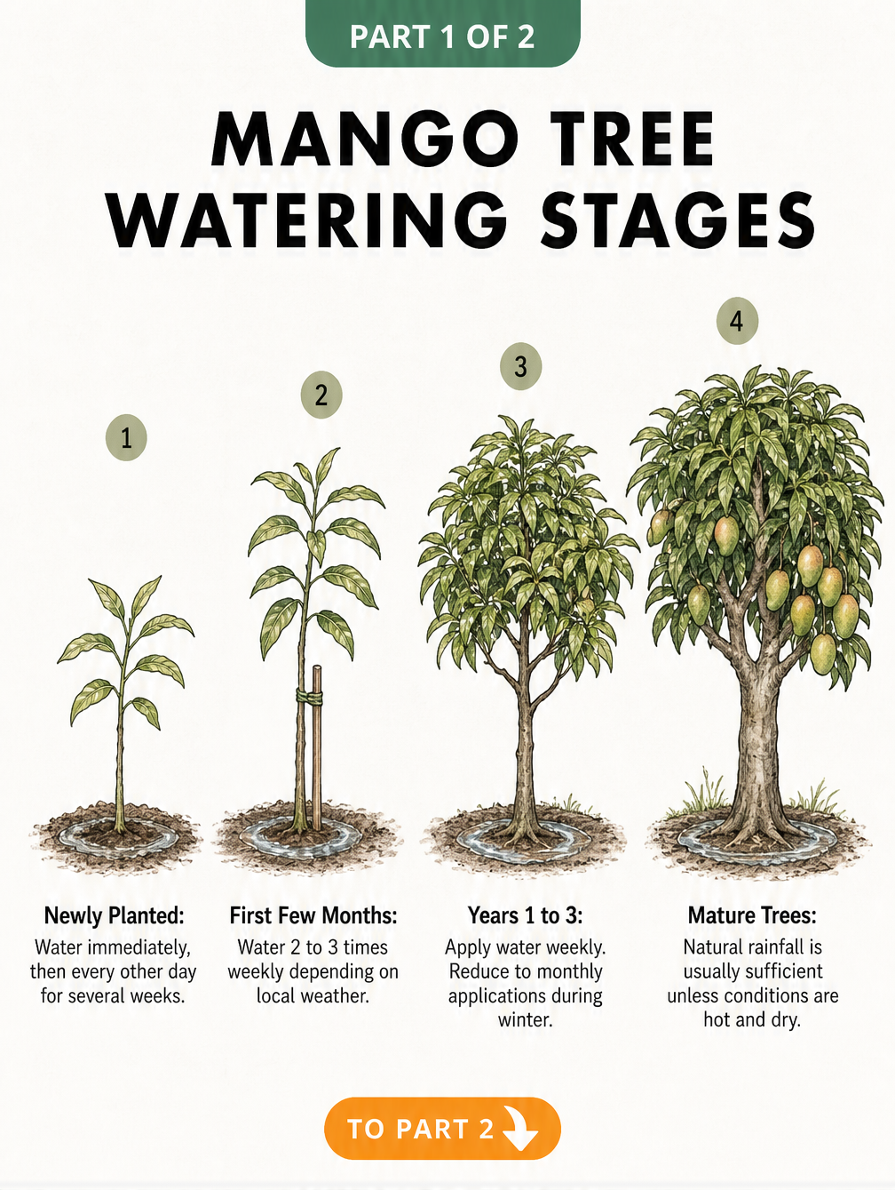Botanical illustration showing four stages of mango tree growth and their specific watering needs from seedling to mature tree.