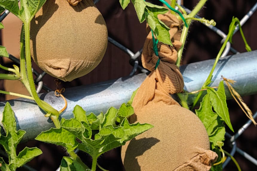 Melon Trellis » Top Tips on Use and Ideas