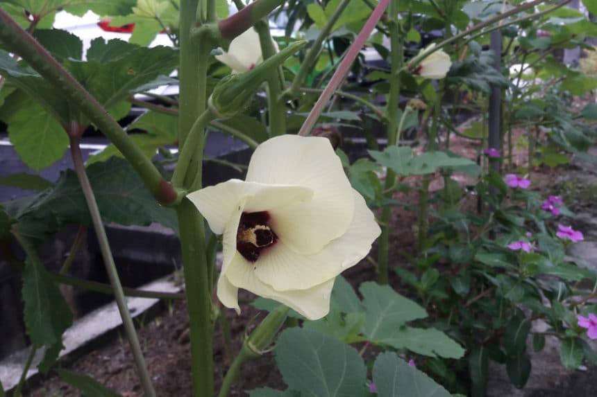 Okra Companion Plants » Friends with Benefits