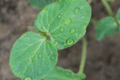 okra-seedlings