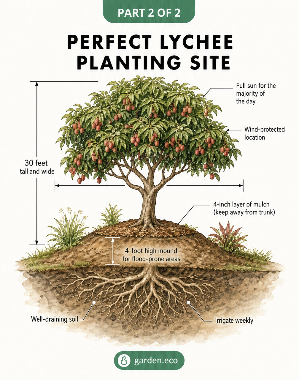 Cross-section illustration of a mature lychee tree showing ideal planting site conditions including sun, soil, and spacing.