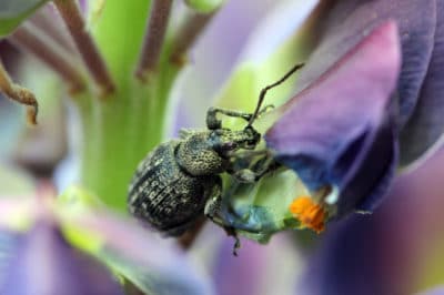 plum-curculio